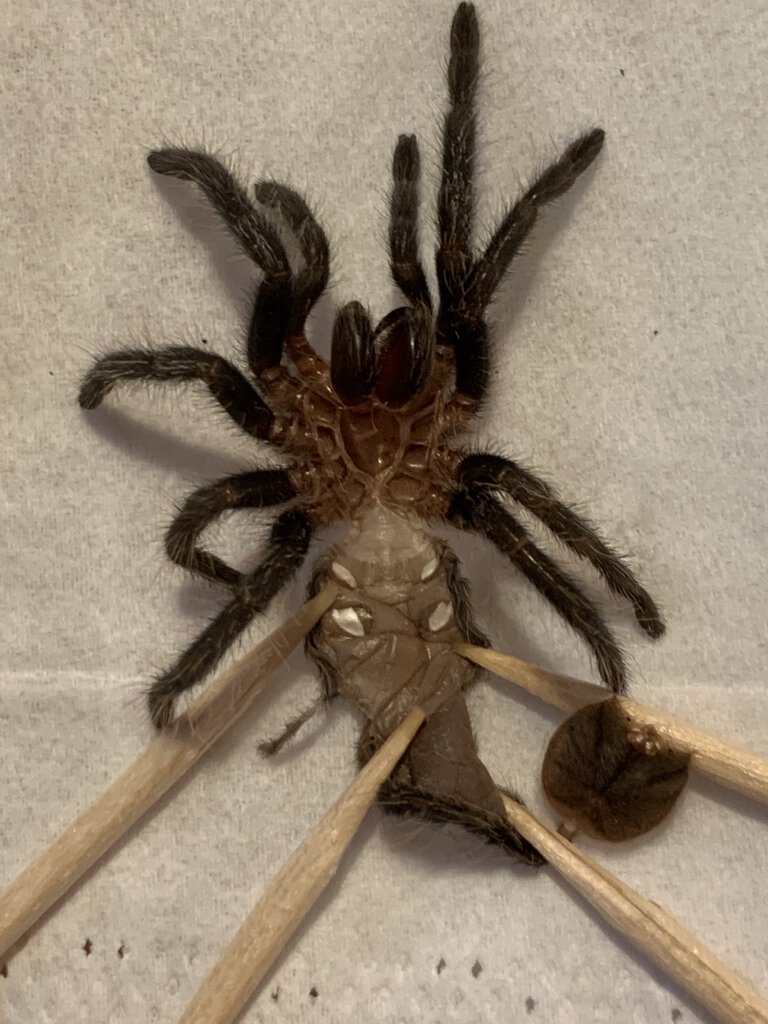 Male?? T. albopilosum