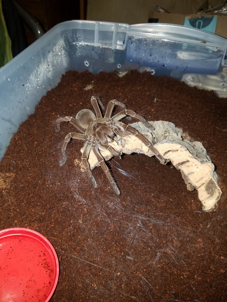 Male T. Stirmi mid-noms