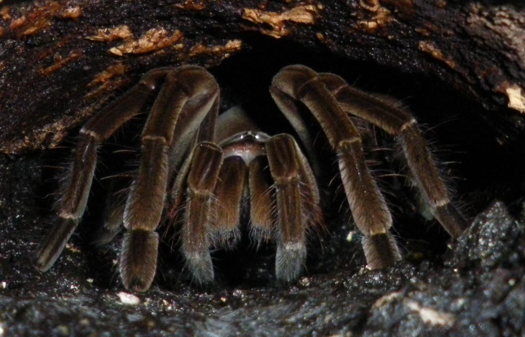 Male T Stirmi