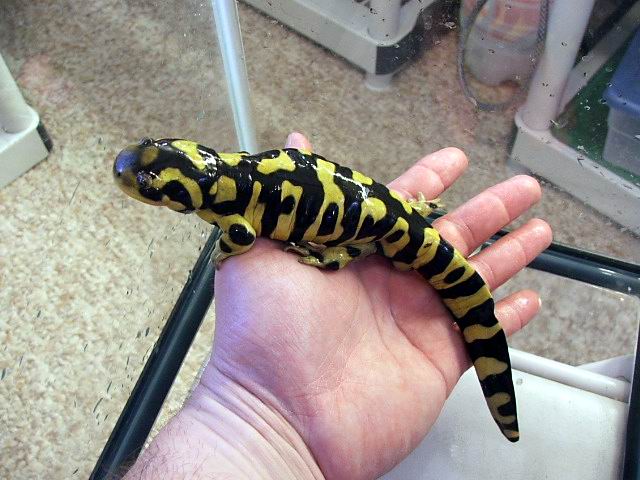 Male tiger bar salamander