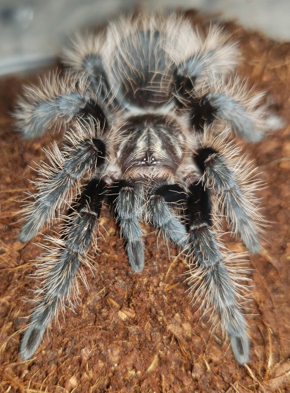 [Male] Tliltcoatl Albopilosus (T-bone)