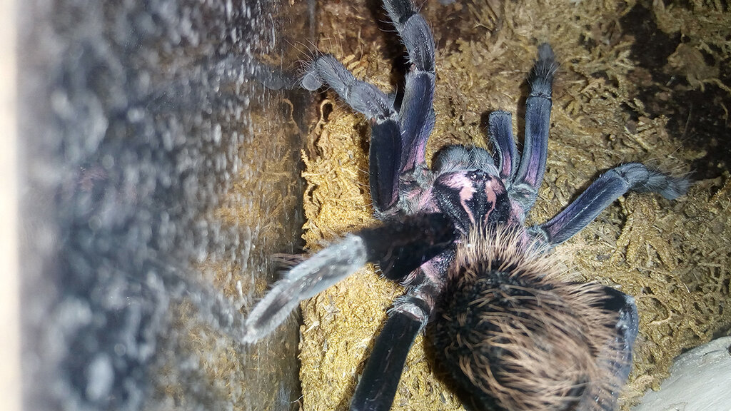 Male Xenesthis immanis