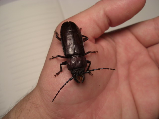 Mallodon dasystomus (Hardwood Stump Borer)