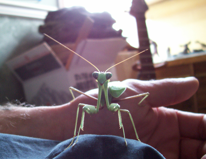 Mantid