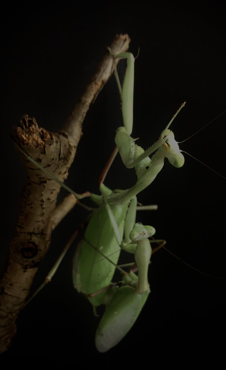 Mantis mating session