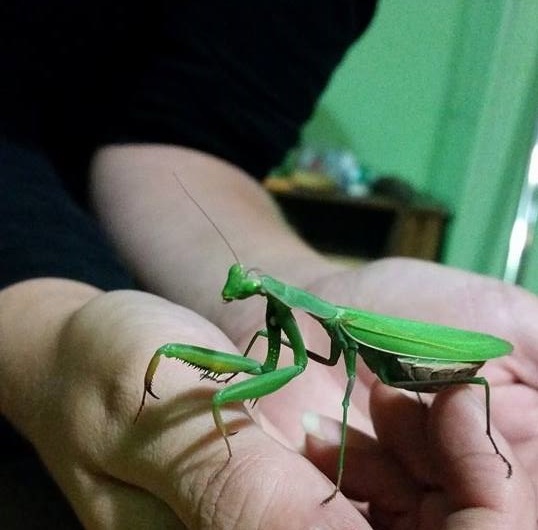 Mantis religiosa 0.1.0