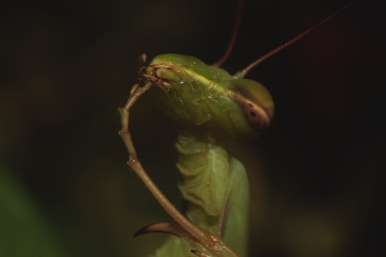 Mantis religiosa - always keep your weapons clean