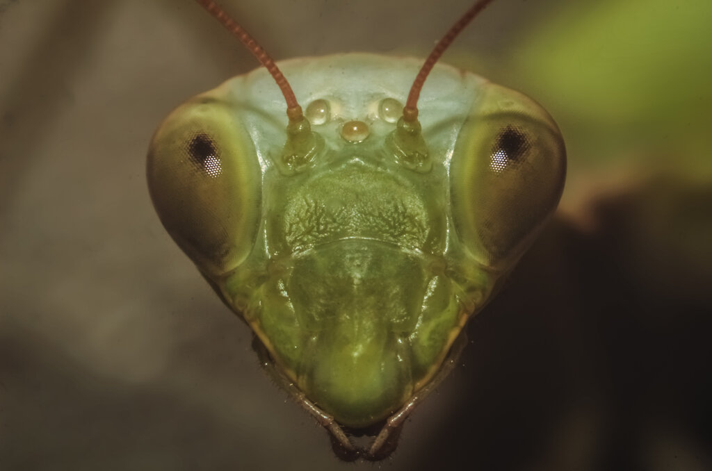 Mantis religiosa(European mantis) - face closeup