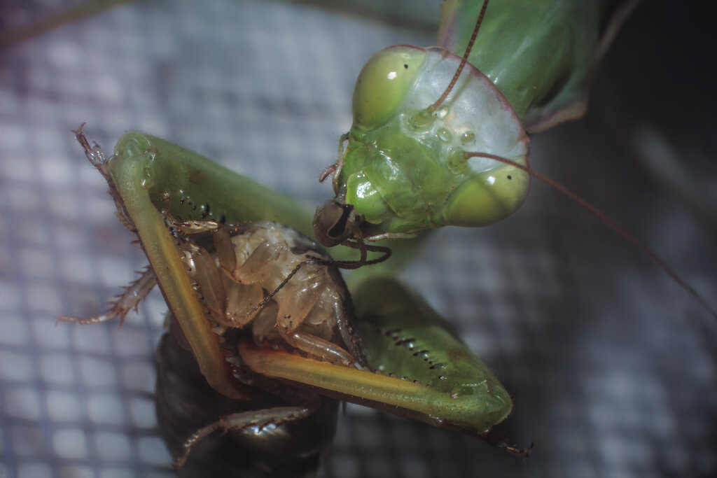 Mantis religiosa - Go for the head!