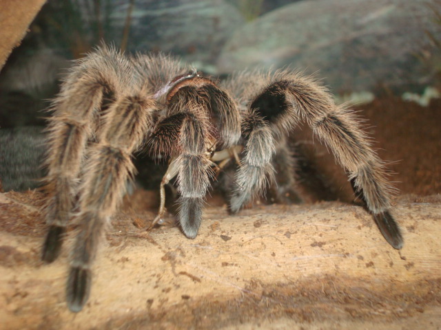 Maropi eating her meal