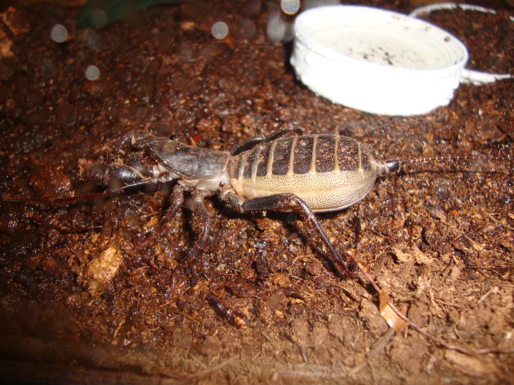 Mastigoproctus Giganteus Gravid?