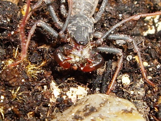 Mastigoproctus proscorpio ( Dominican Republic )