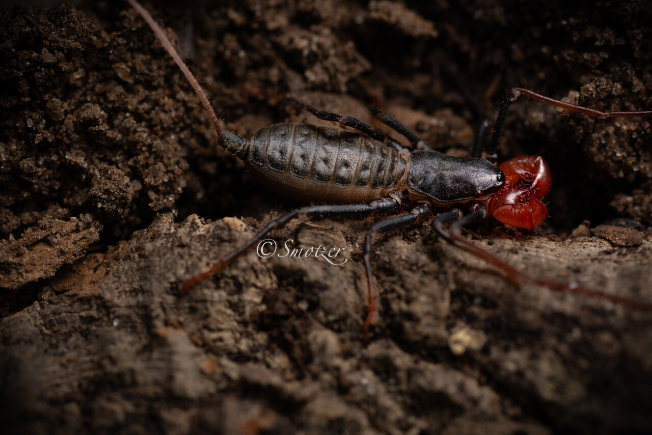 Mastigoproctus tohono