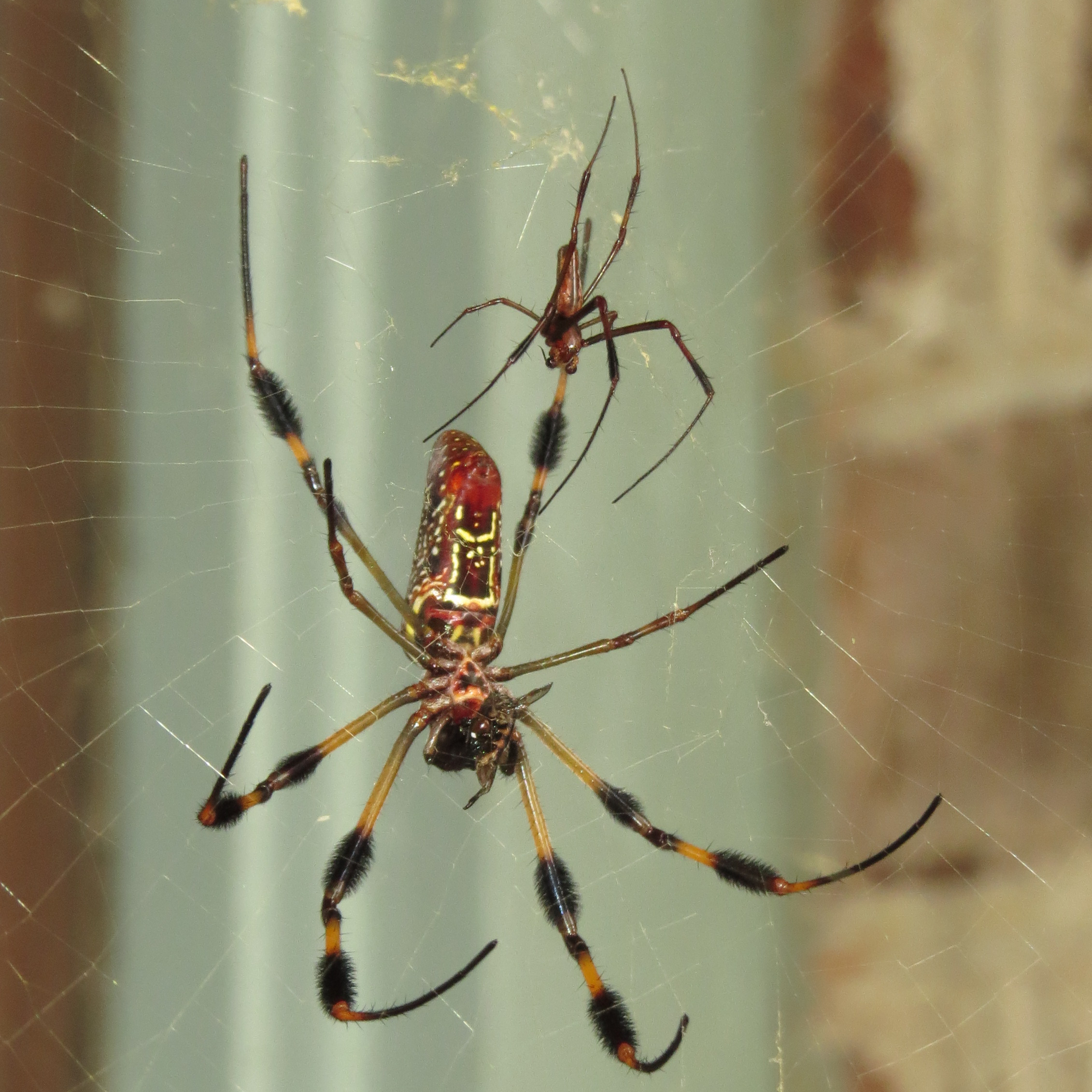 Matchmaker (♂♀ Trichonephila clavipes) [3/6]