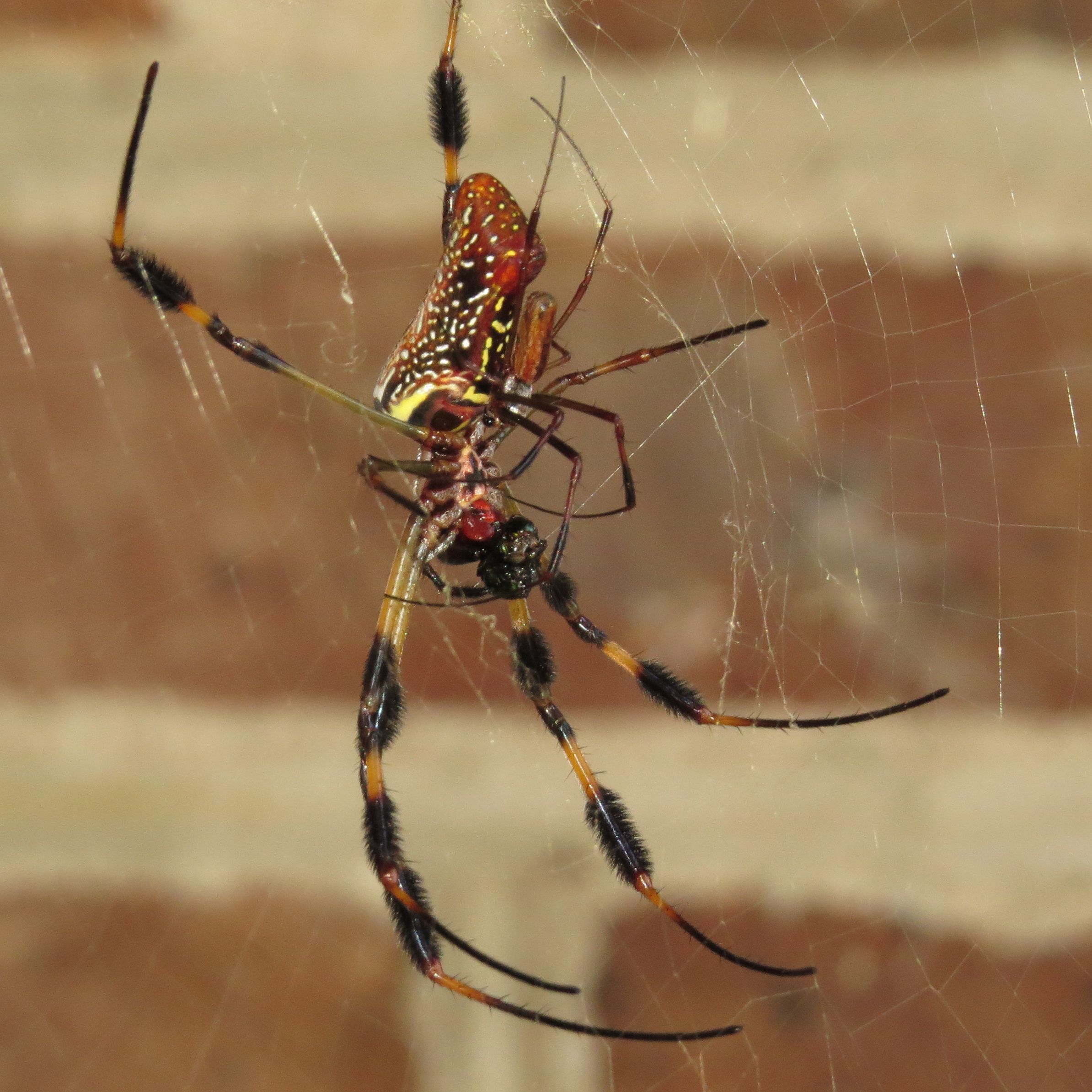 Matchmaker (♂♀ Trichonephila clavipes) [4/6]