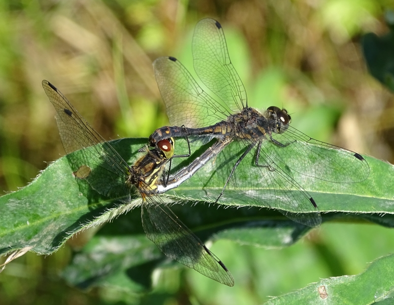 Mating dragonflies