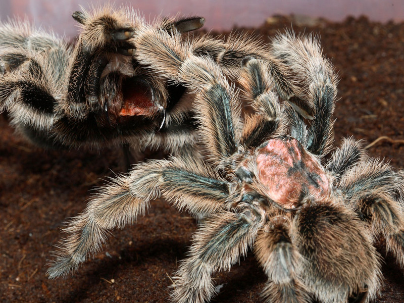 mating roseas