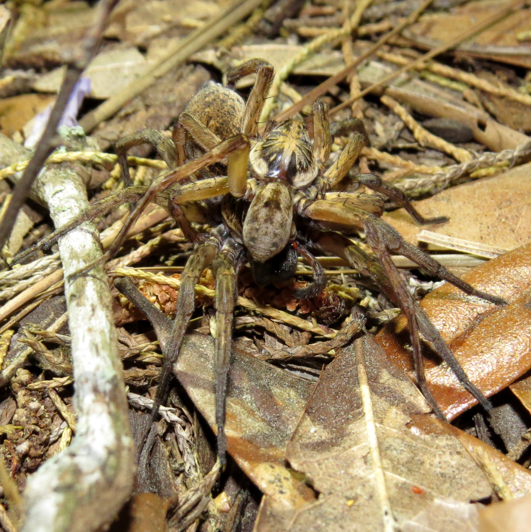 Mating Wolf Spiders (Hogna lenta) [3/5]