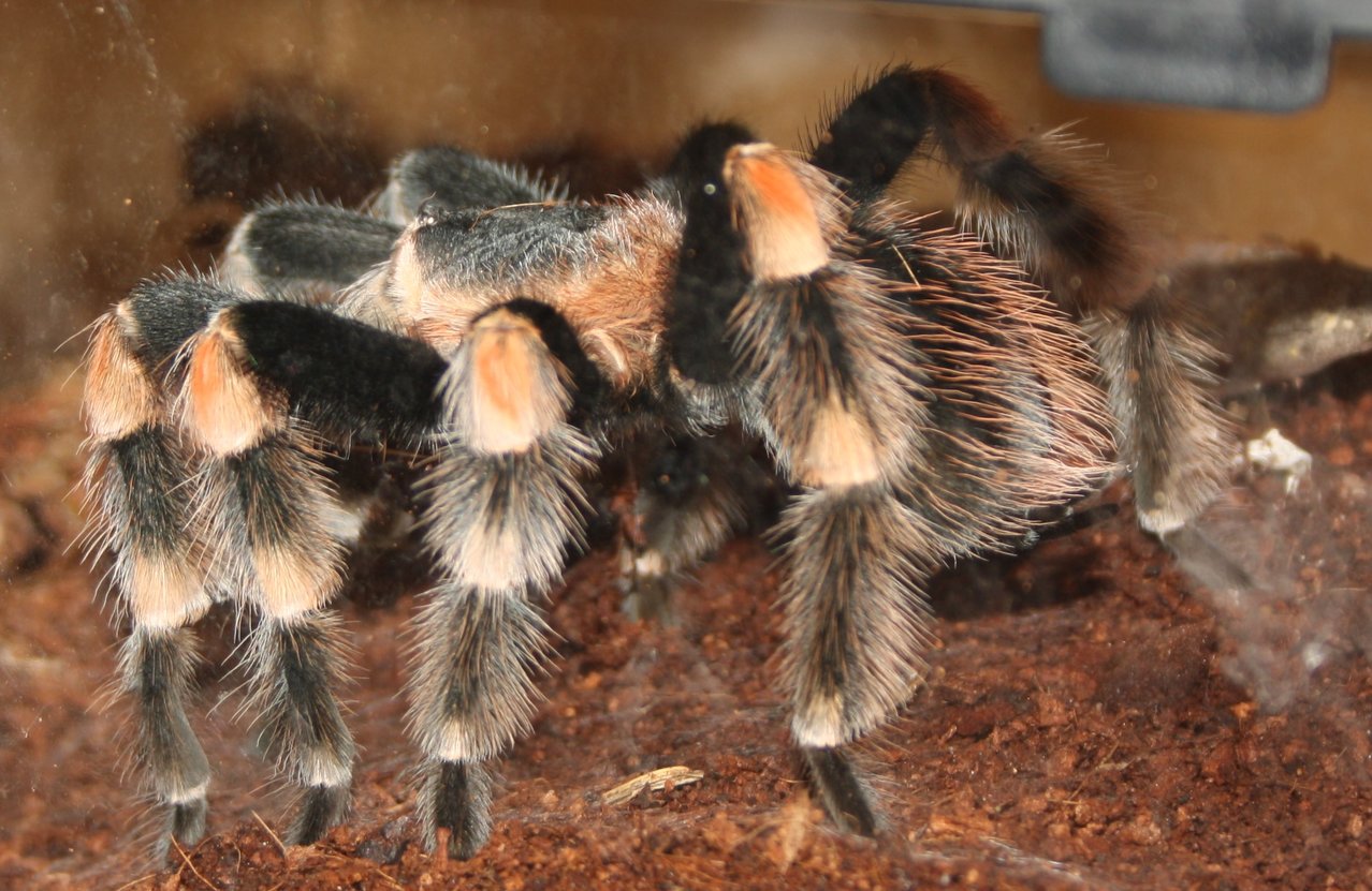 Mature B. Smithi Pictures 032 (2)