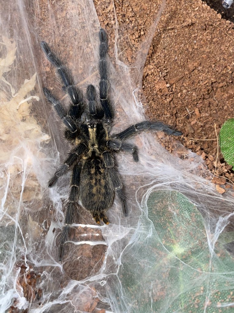 Mature female H. villosella.