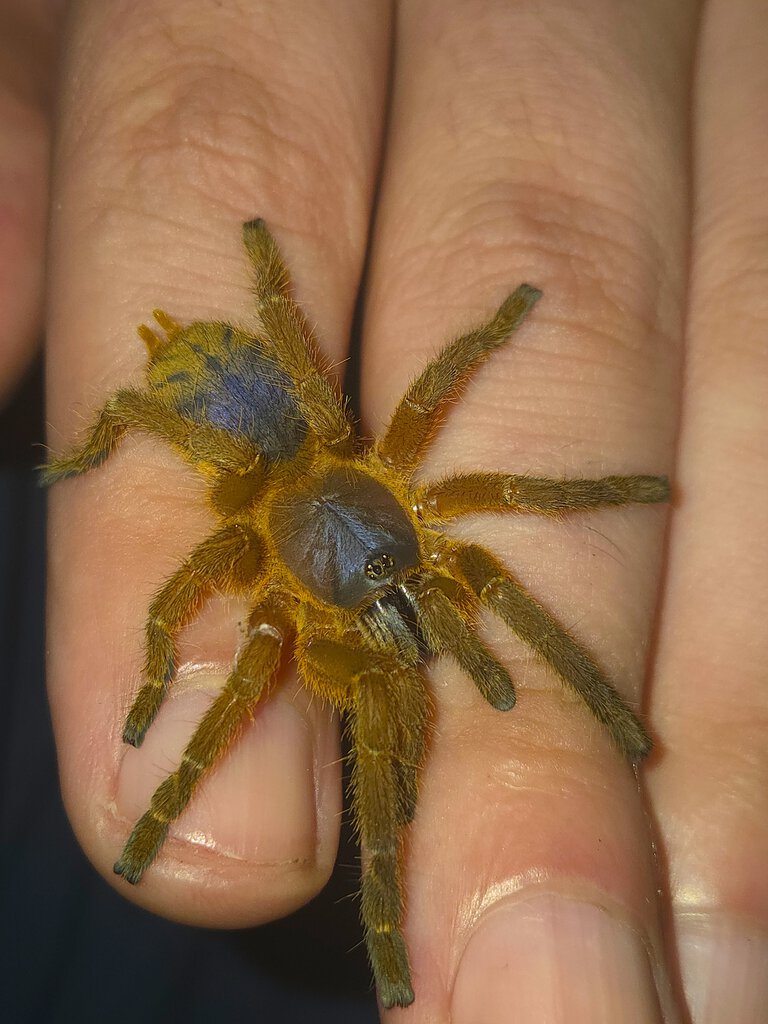 Mature Female Hon Sej 1