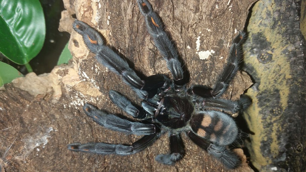 Mature female P. irminia raised from a tiny sling