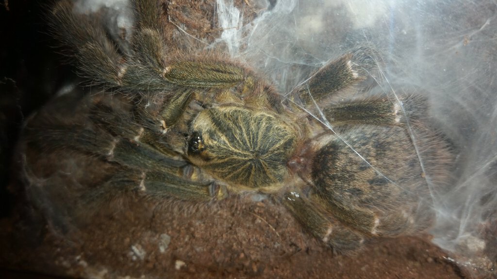 Mature Female 'Tete' P. murinus