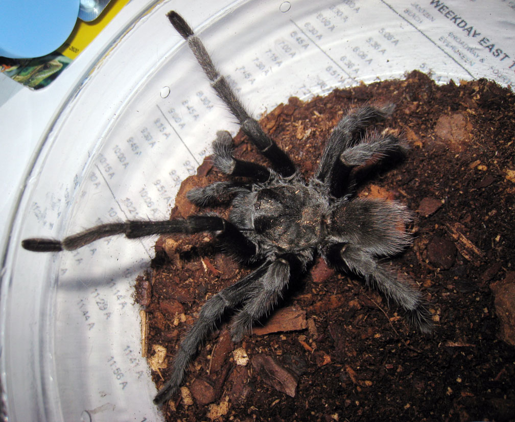 Mature Male Aphonopelma ?