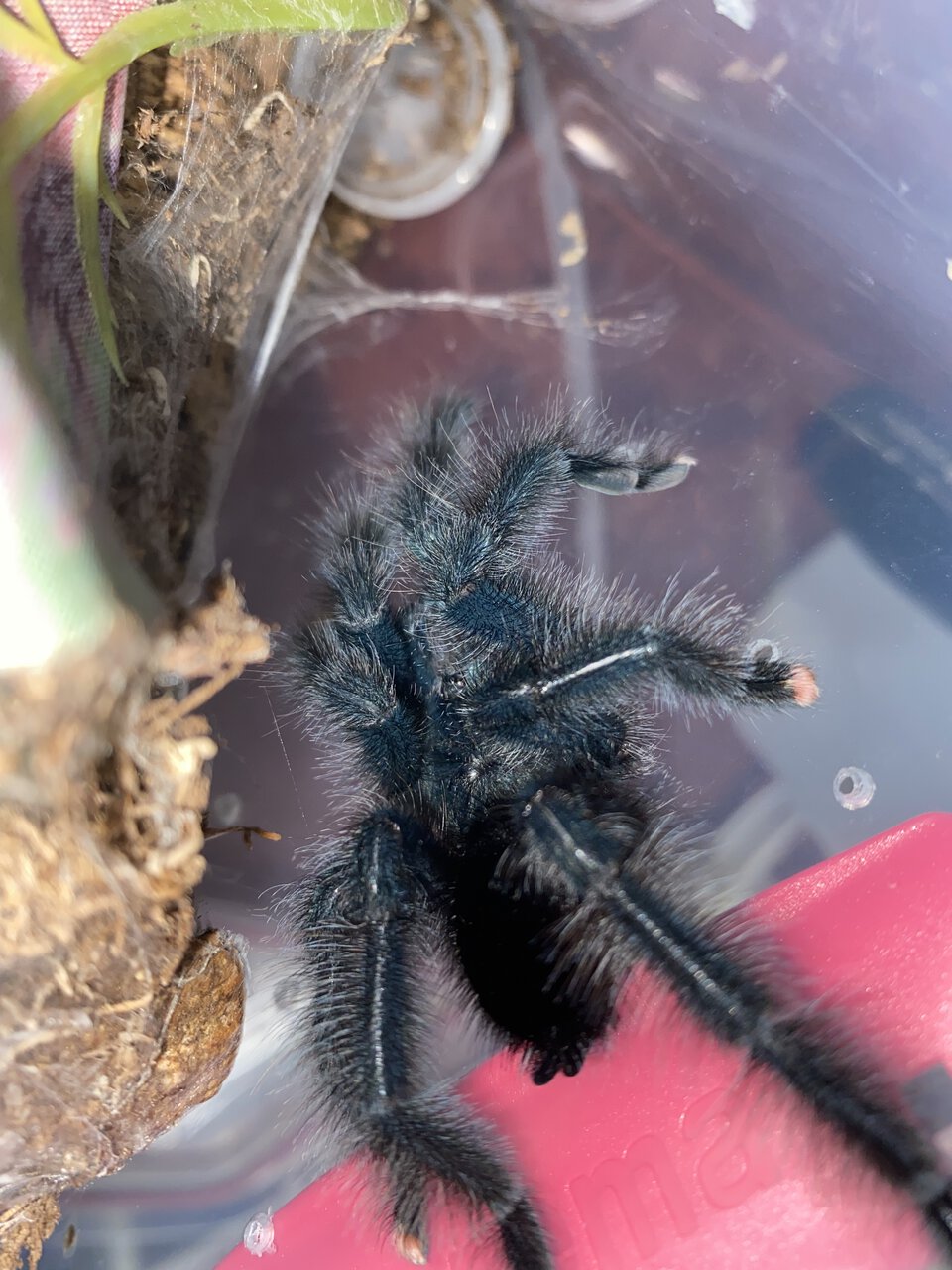 Mature Male Avicularia. Morph 1?