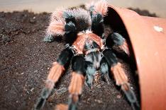 Mature Male Brachypelma Emilia