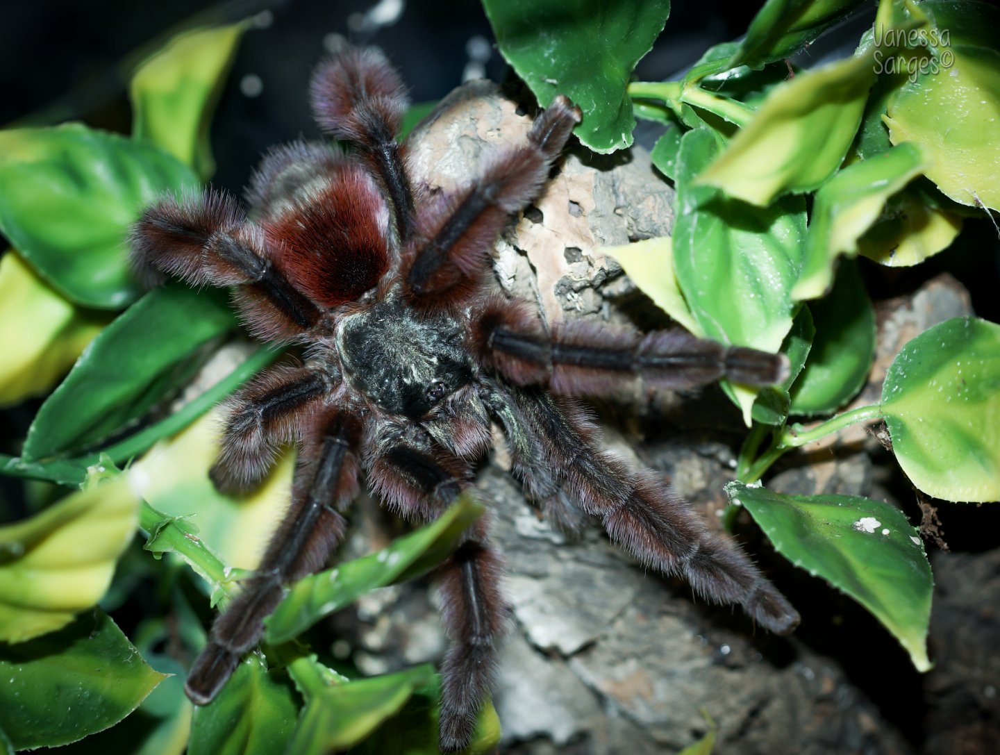 Mature Male Caribena versicolor