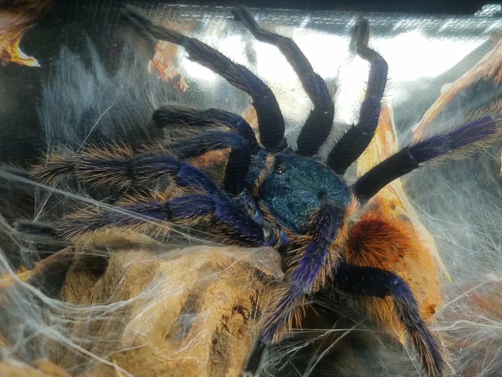 Mature male gbb