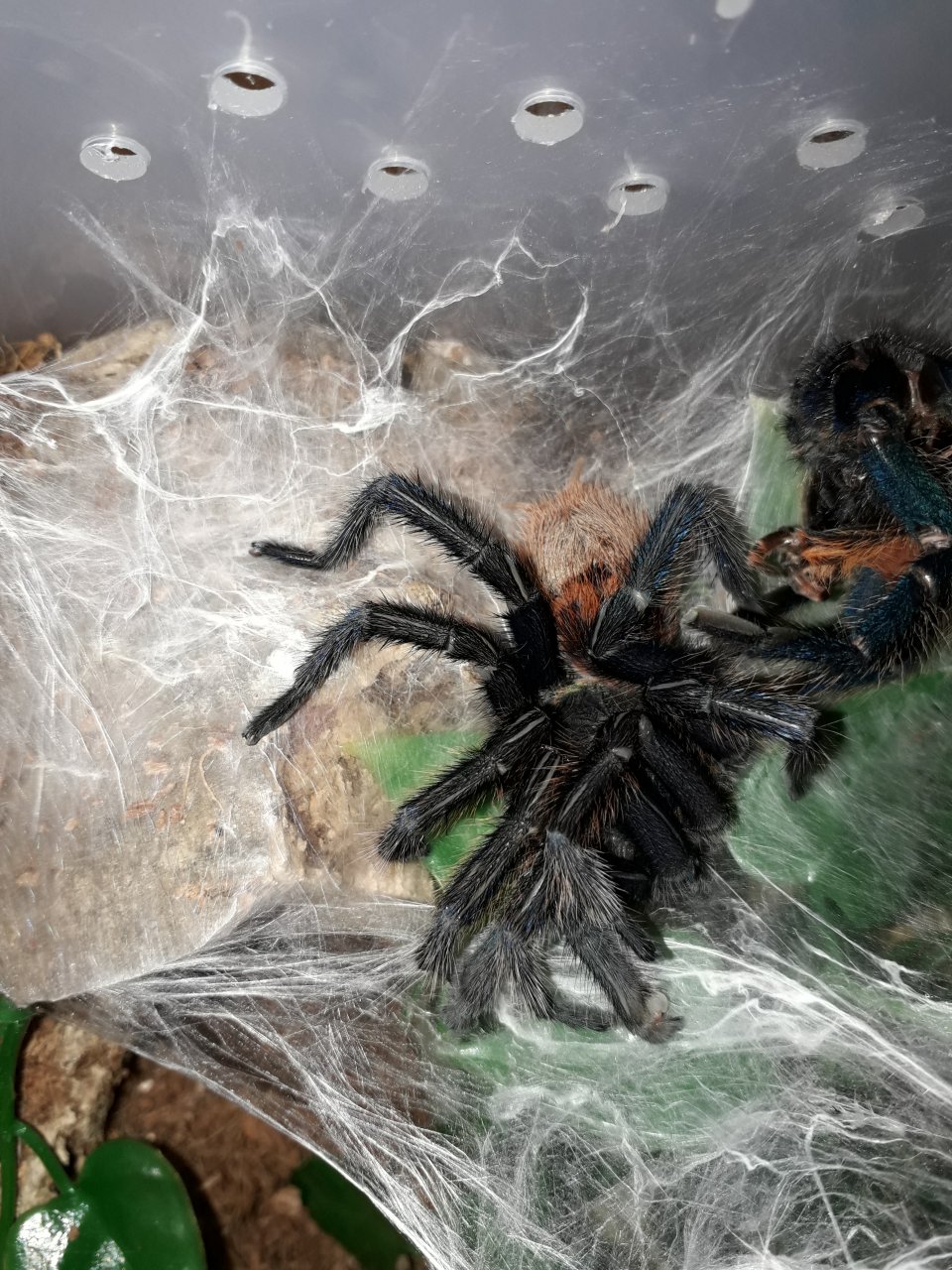 Mature Male GBB