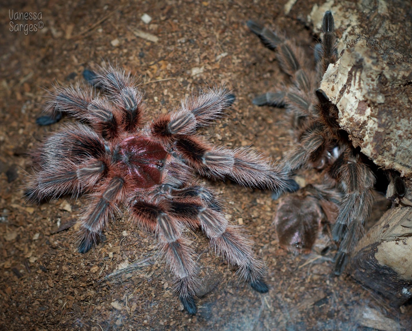 Mature Male Grammostola sp. Concepcion