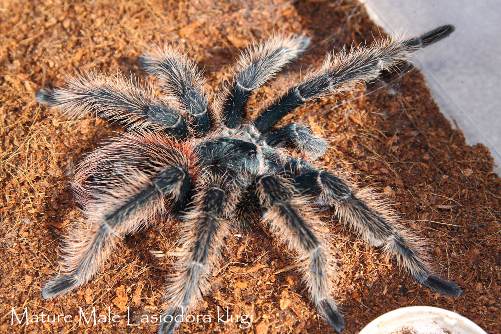 Mature Male Lasiodora Klugi