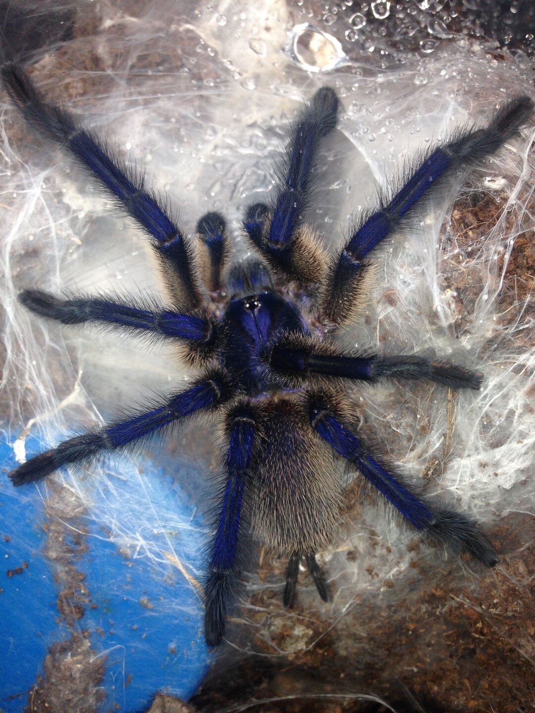 Mature Male Monocentropus balfouri