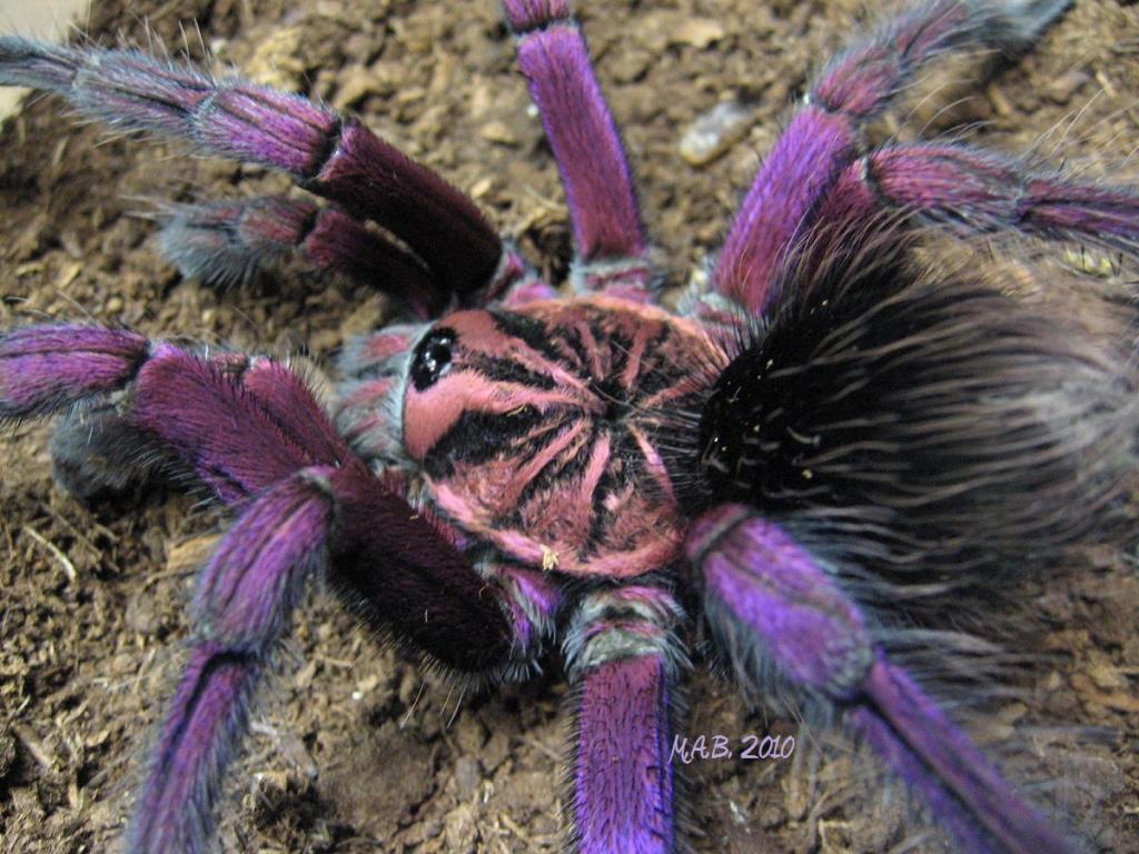 pamphobeteus platyomma