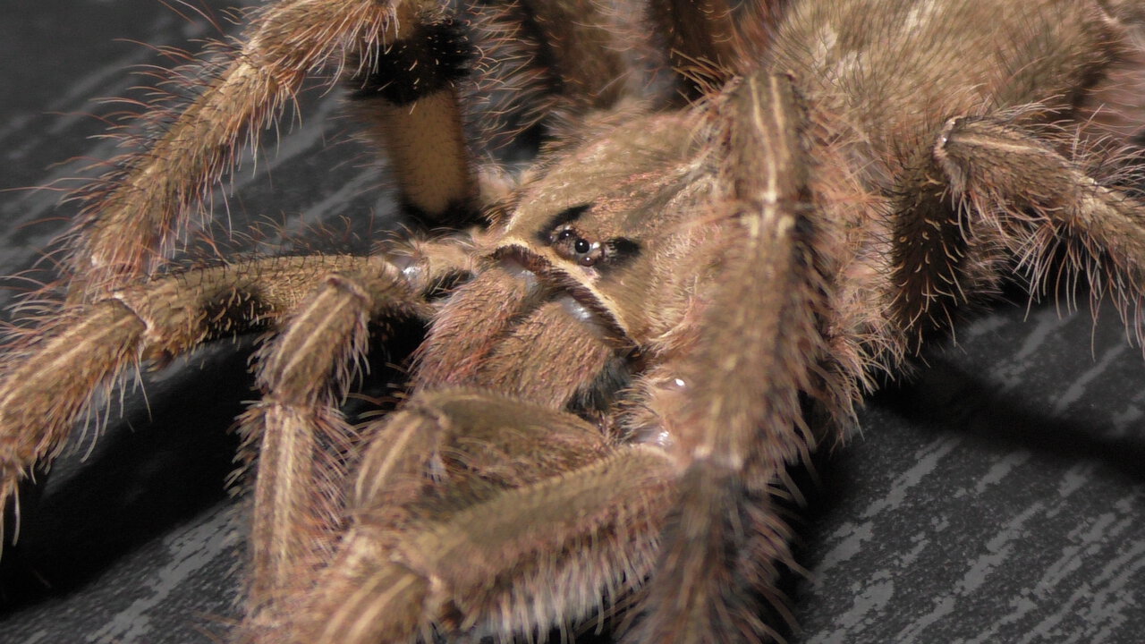 Mature Male Poecilotheria vittata