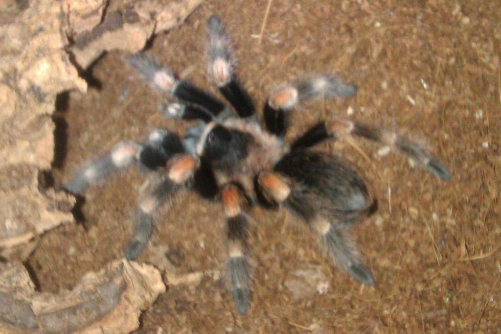 Maya my B.smithi