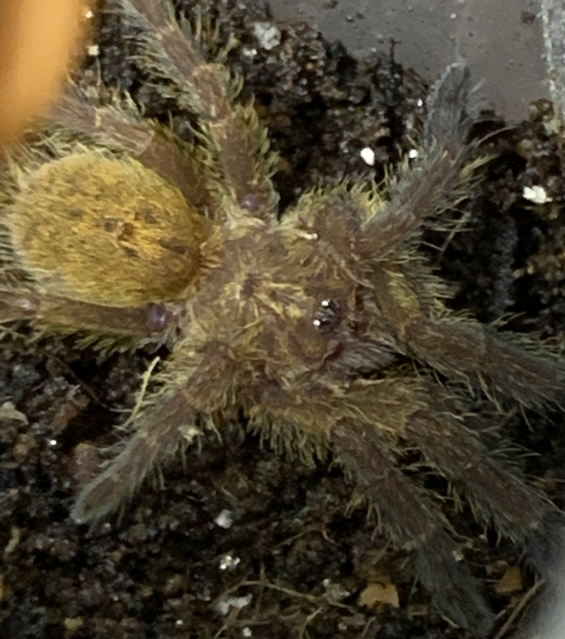 Meet Irascible. My sweet P. murinus