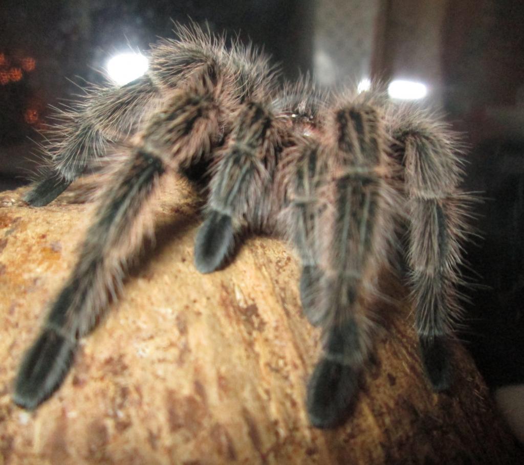 Meet Stella.  She is a rose hair tarantula