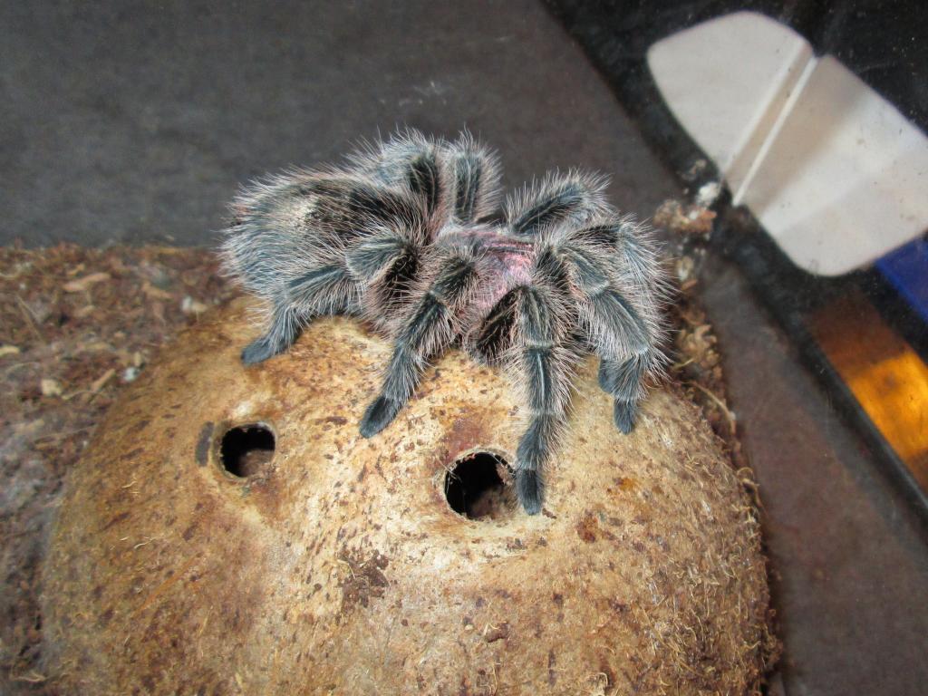 Meet Stella.  She is a rose hair tarantula