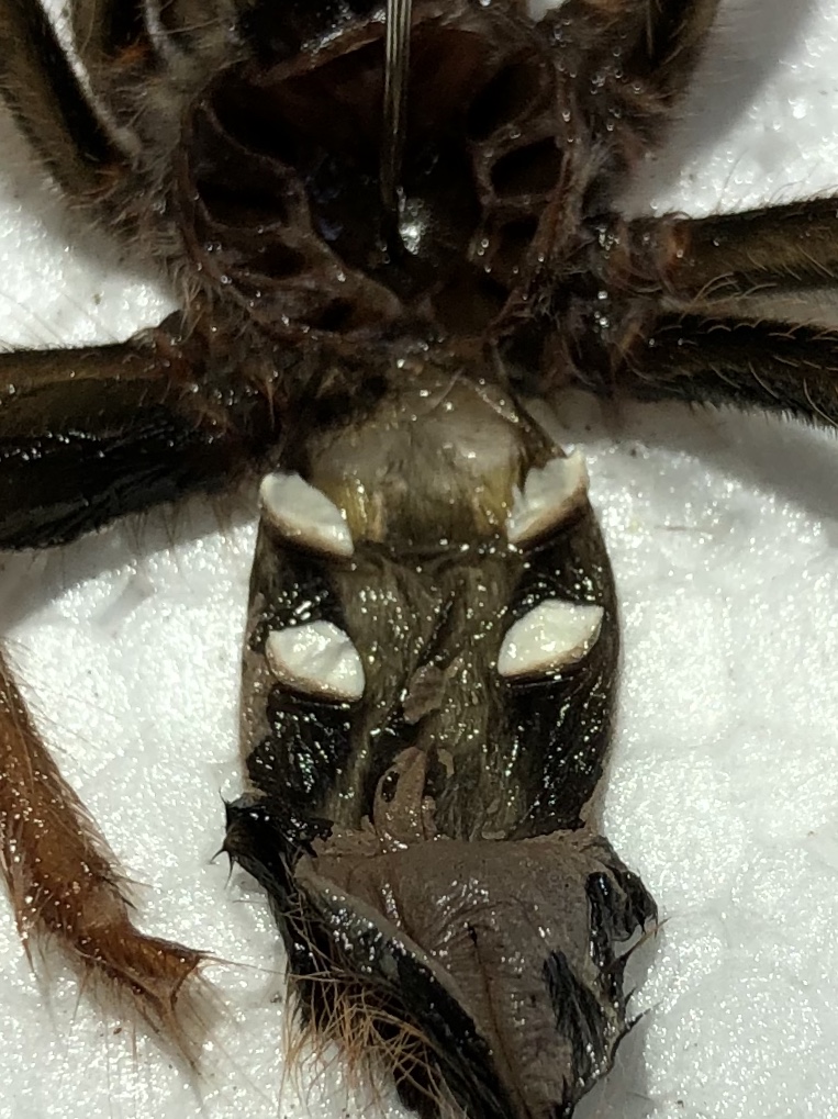 Megaphobema robustum molt