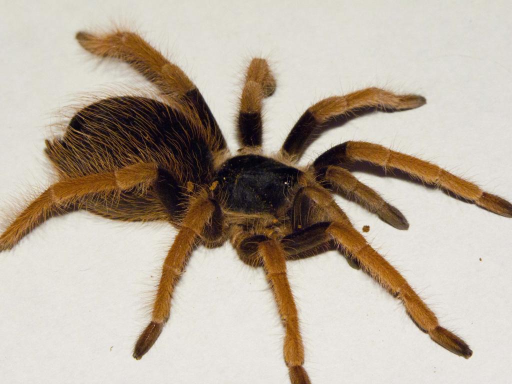 Megaphobema robustum