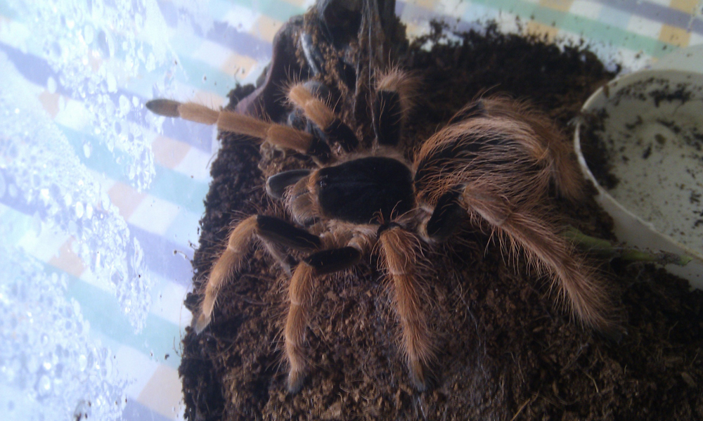 Megaphobema robustum