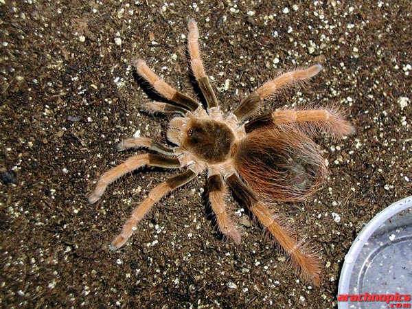 Megaphobema robustum