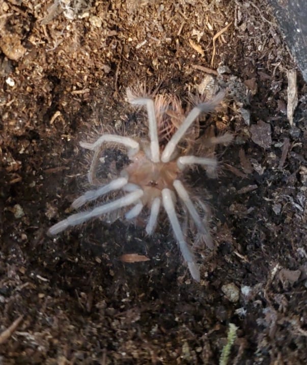 megascopula molt.jpg