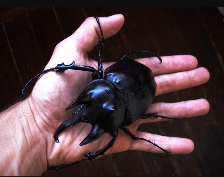 Megasoma acteon acteon (not my photo)