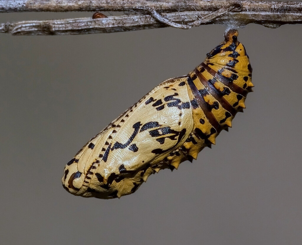 Melitaea didyma (chrysalis)