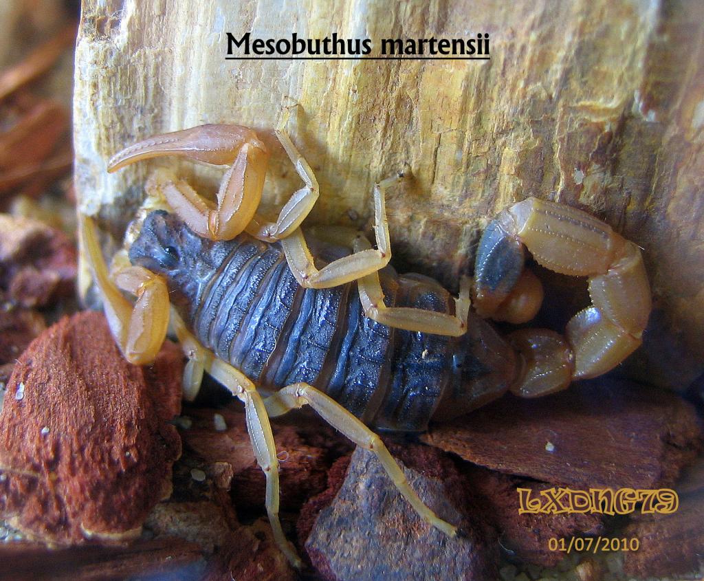 Mesobuthus martensii